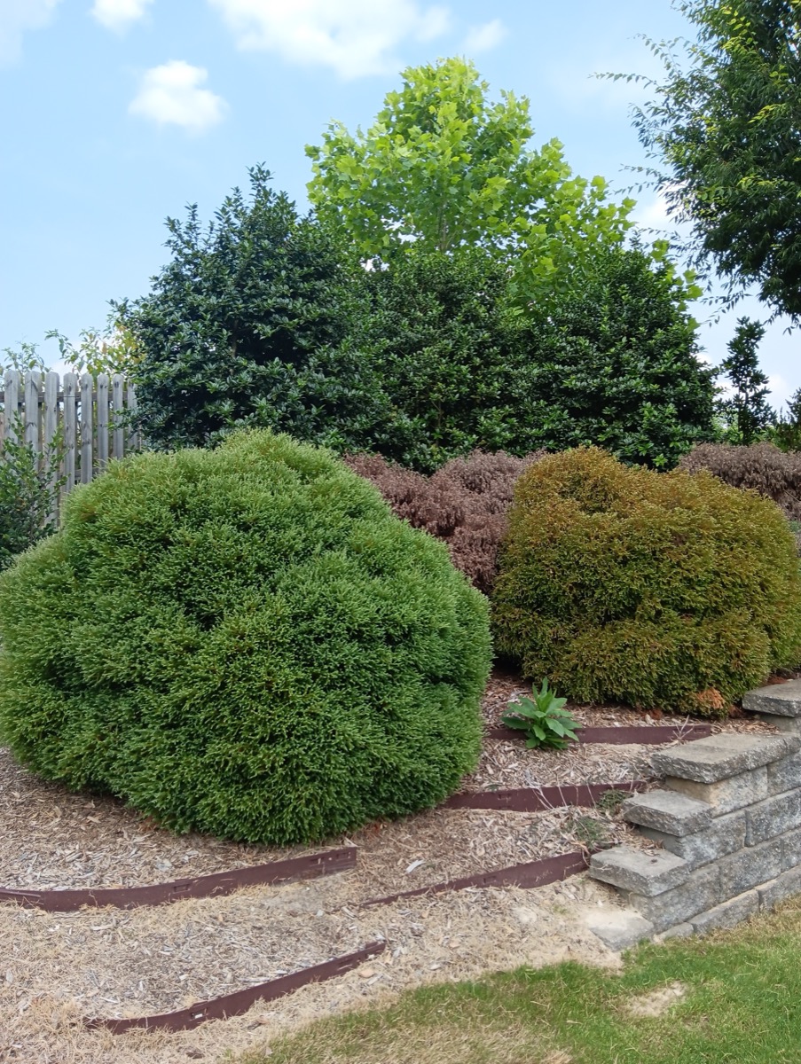 Shaped shrubs on stone retaining wall