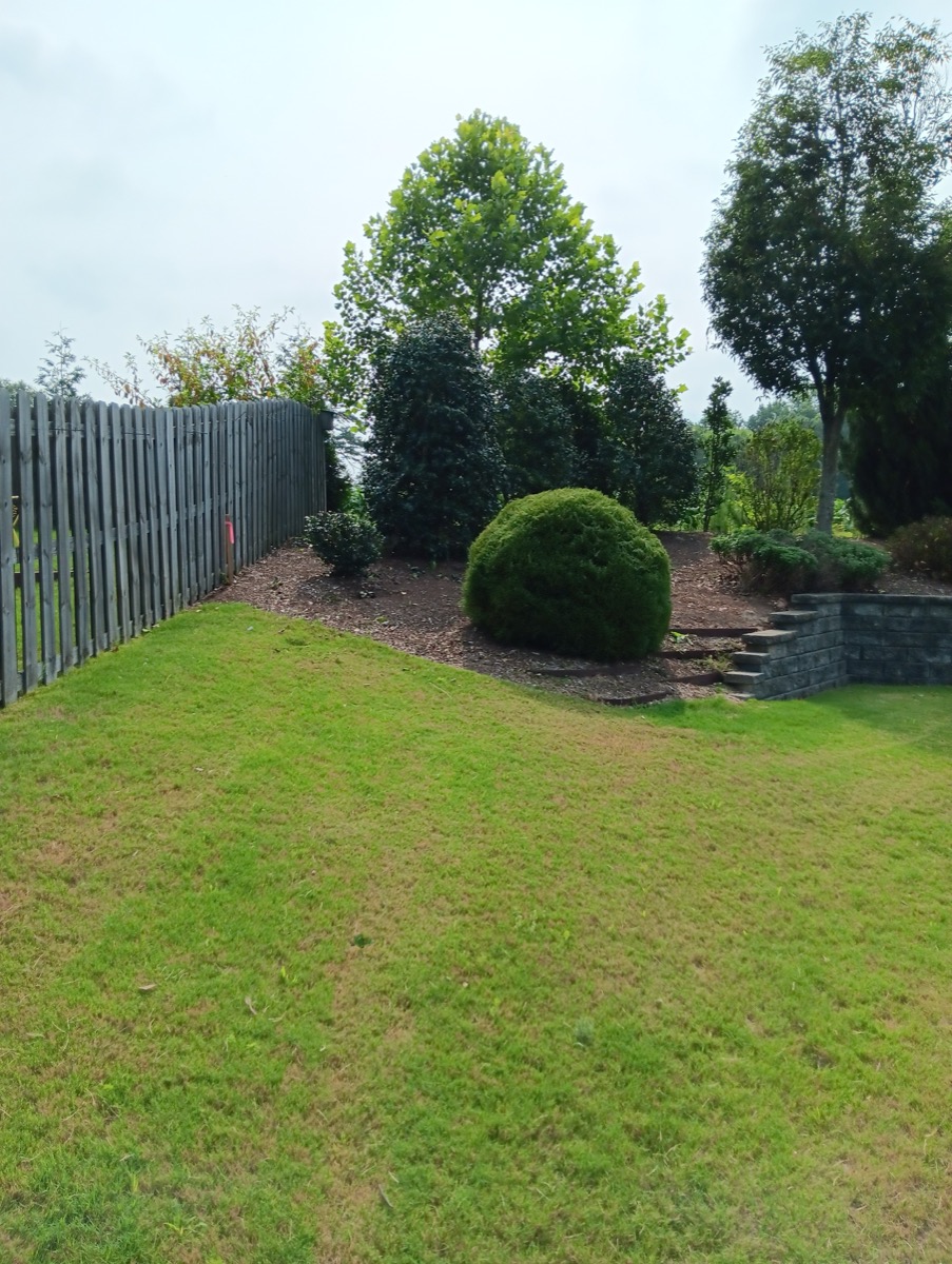 Backyard with shaped shrubs and stone steps