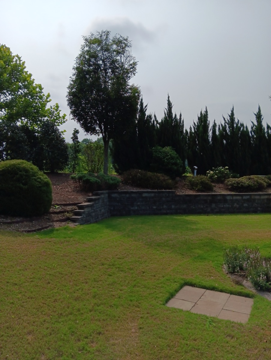 Backyard with retaining wall and Italian cypress