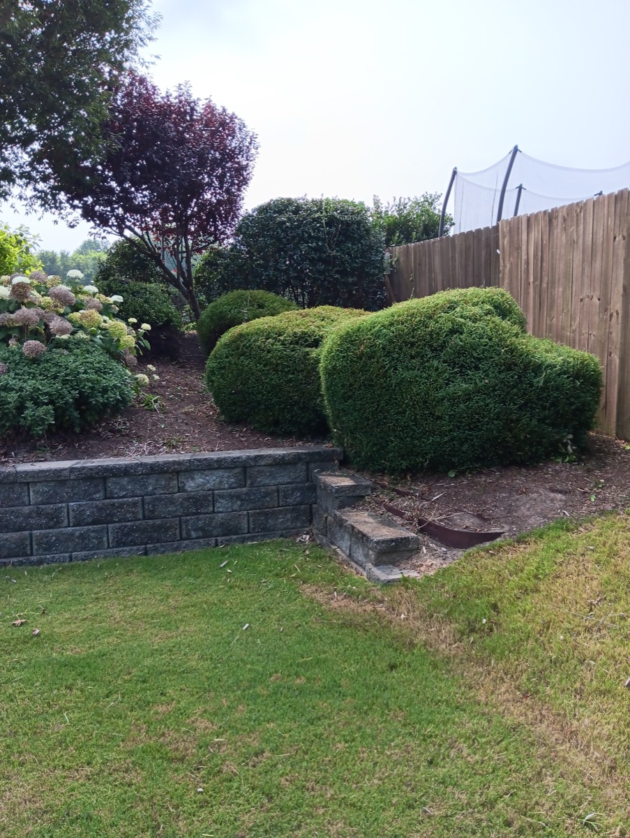Shaped boxwood shrubs on terraced landscape