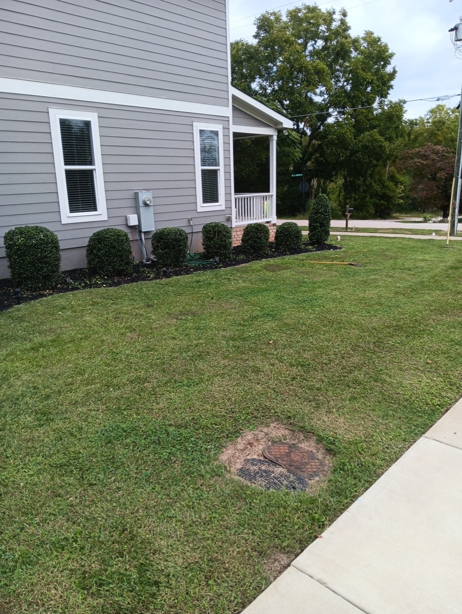 Row of boxwood shrubs with fresh mulch