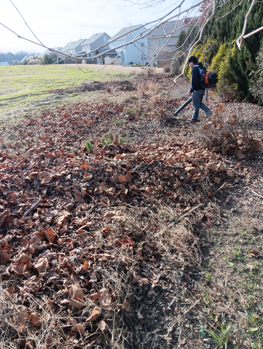 Worker clearing leaves with backpack blower