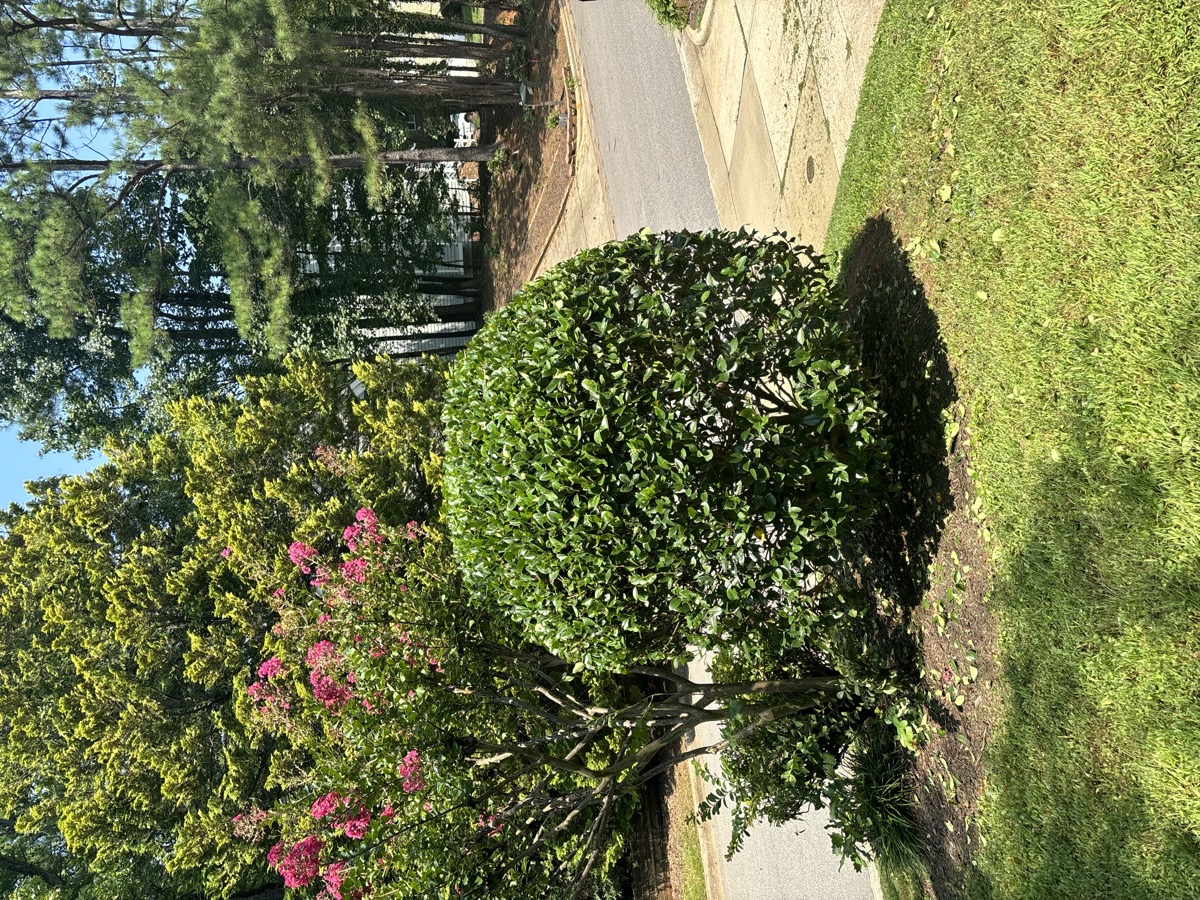 Perfectly shaped round topiary in landscaped yard